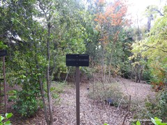 Ceanothus × delileanus