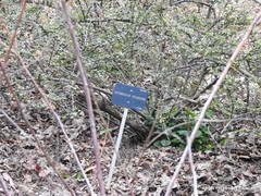 Cotoneaster splendens