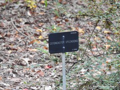 Cotoneaster splendens