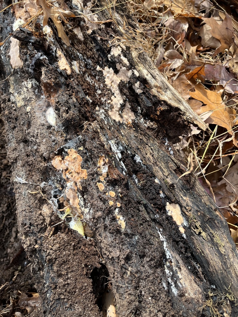 Botryobasidium aureum · November 2025 · photo: © julietrav24 (iNaturalist, cc-by)