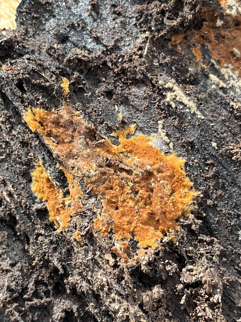 Botryobasidium aureum · November 2025 · photo: © julietrav24 (iNaturalist, cc-by)