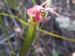 Disperis paludosa