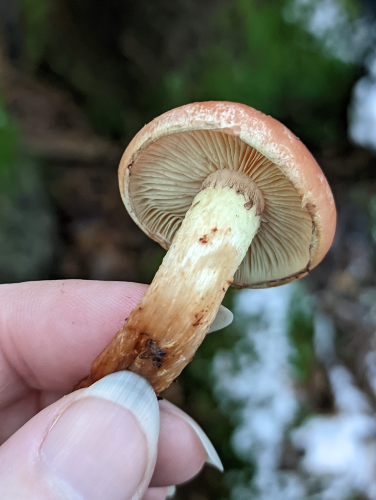 Hypholoma lateritium · November 2025 · photo: © naturalist57011 (iNaturalist, cc-by)