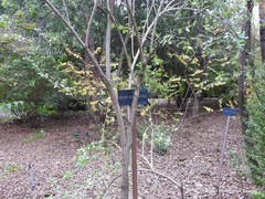 Lonicera nummulariifolia