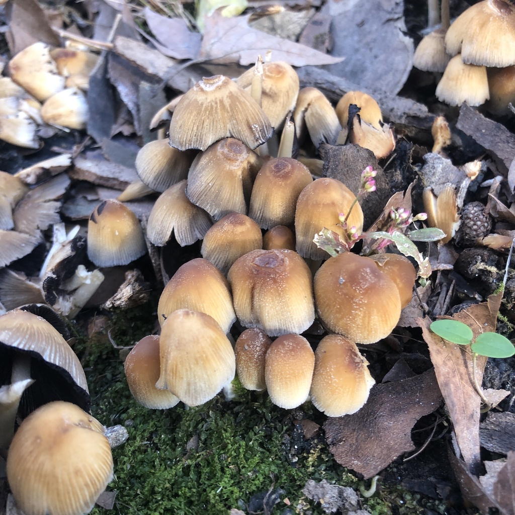Coprinellus micaceus · November 2025 · photo: © conboy (iNaturalist, cc-by)
