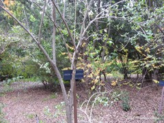 Lonicera nummulariifolia