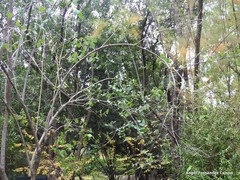 Lonicera nummulariifolia