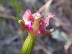Disperis paludosa