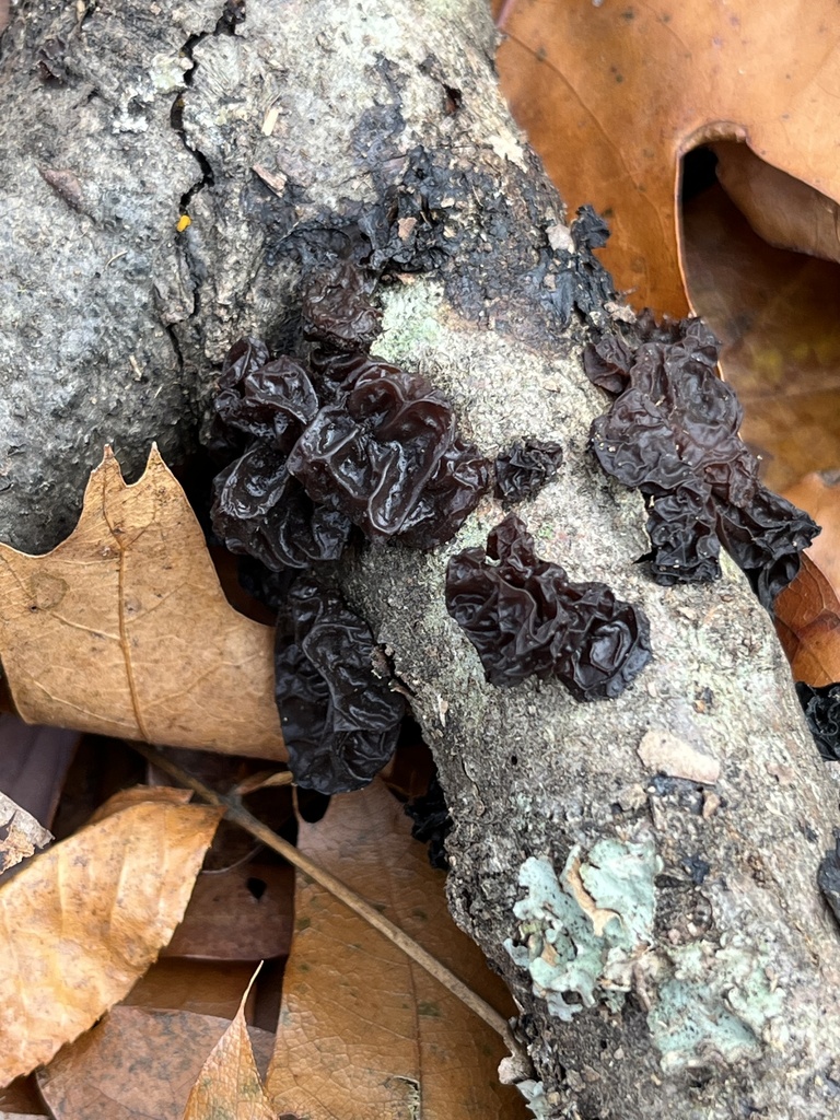 Exidia crenata · November 2025 · photo: © julietrav24 (iNaturalist, cc-by)