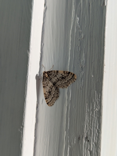Autumnal Moth