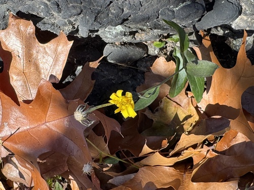 New England Hawkweed (Hieracium sabaudum)