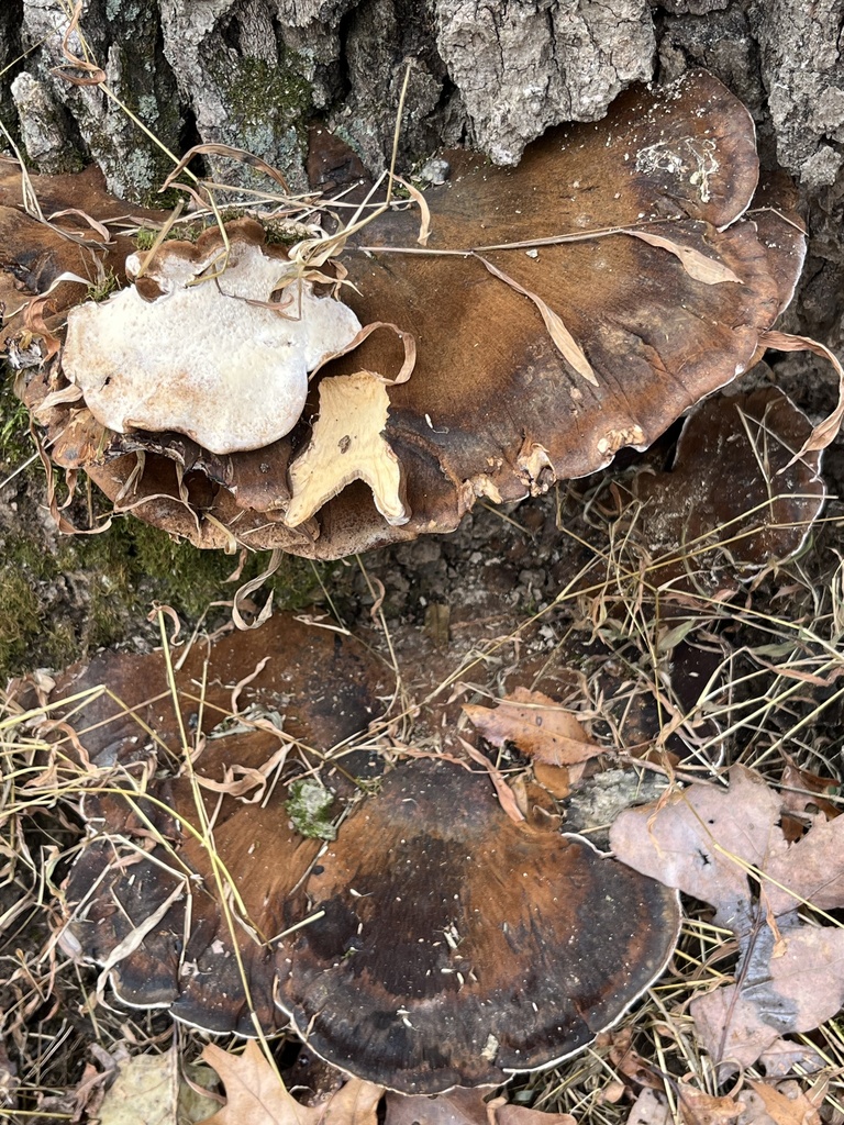 Ischnoderma resinosum · November 2025 · photo: © julietrav24 (iNaturalist, cc-by)