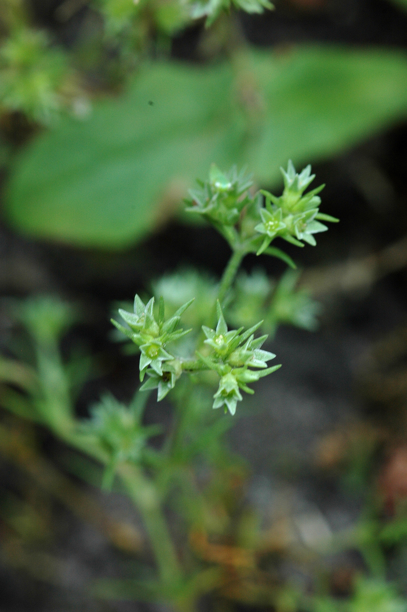 Scleranthus annuus ssp. annuus
