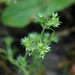 Scleranthus annuus annuus - Photo (c) Bas Kers (NL)，保留部份權利CC BY-NC-SA