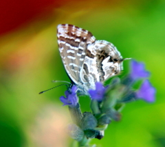 Cacyreus marshalli