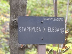 Staphylea elegans