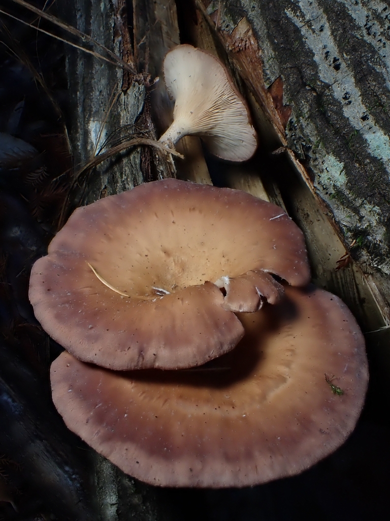 Panus conchatus · November 2025 · photo: © raisin_wrangler (iNaturalist, cc-by)