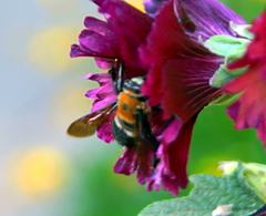 Xylocopa