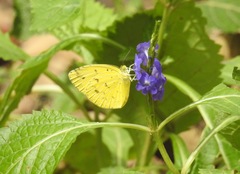 Eurema alitha