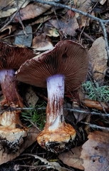Cortinarius adonis