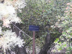 Tamarix boveana