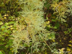 Tamarix boveana