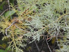Tamarix boveana