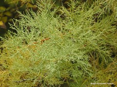 Tamarix boveana