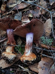 Cortinarius adonis