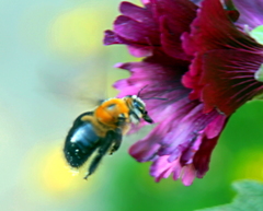 Xylocopa