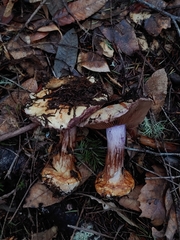 Cortinarius adonis