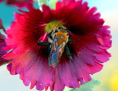 Xylocopa