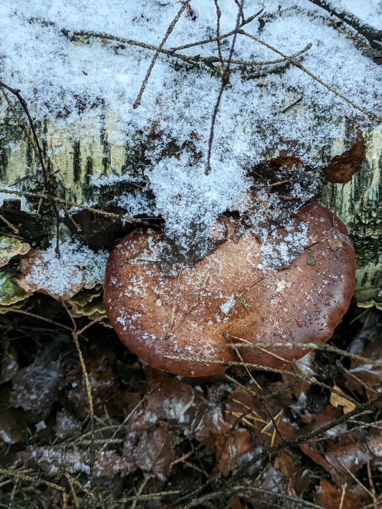 Fomitopsis betulina · November 2025 · photo: © naturalist57011 (iNaturalist, cc-by)