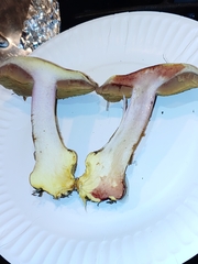 Cortinarius adonis