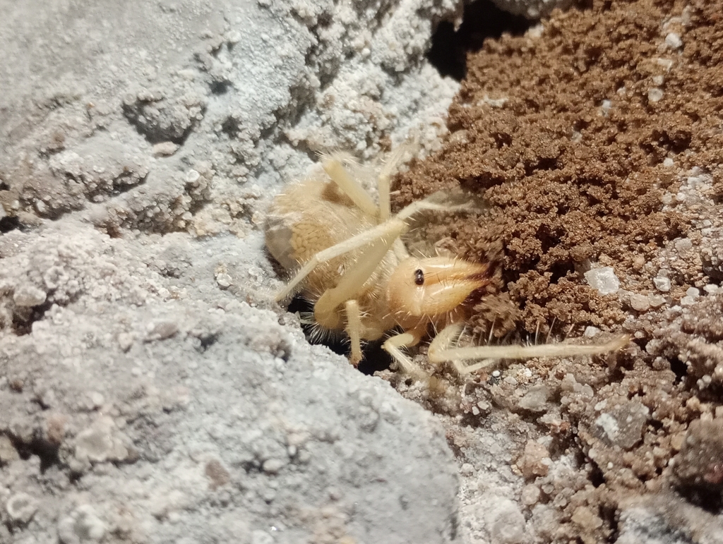 Titanopuga salinarum