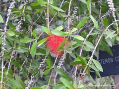 Melaleuca comboynensis