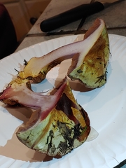 Cortinarius adonis