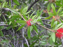 Melaleuca comboynensis