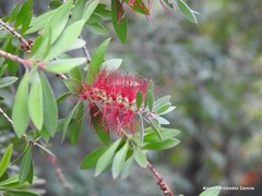 Melaleuca comboynensis