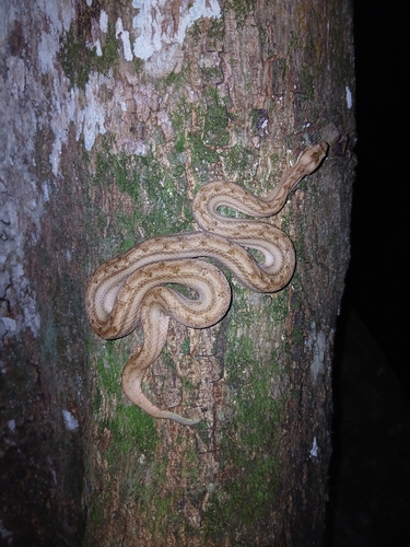 Cuban Dwarf Boa