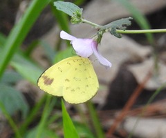Eurema hecabe hecabe