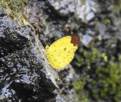 Eurema sarilata