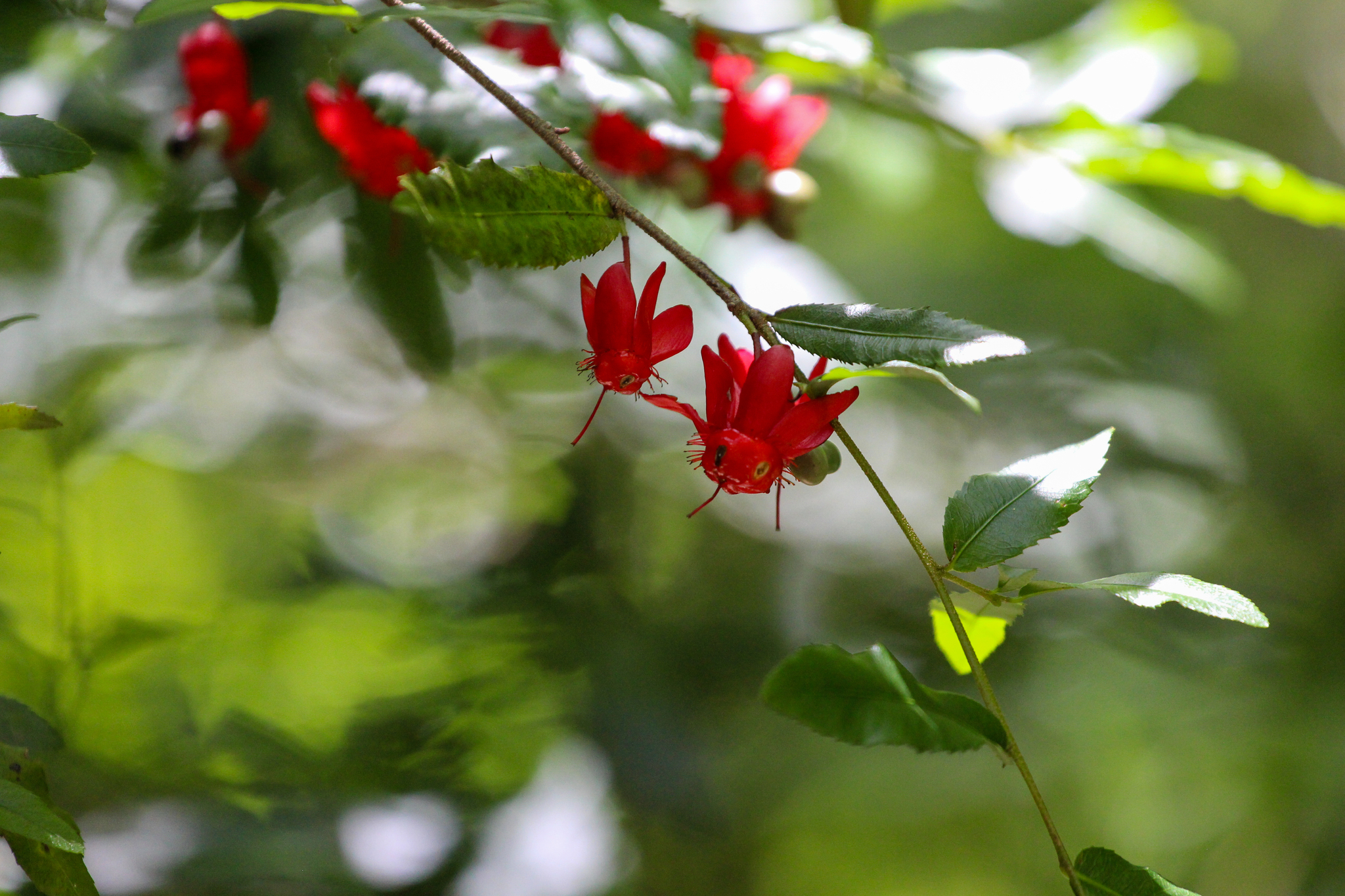 Ochna serrulata