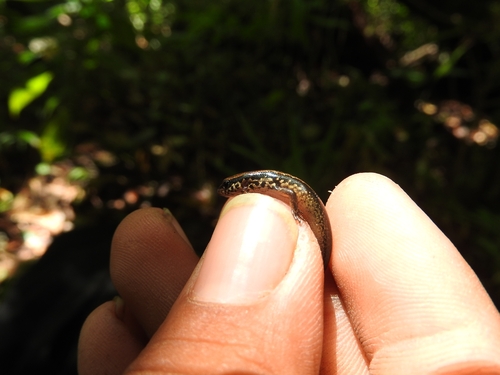 Brown Forest Skink