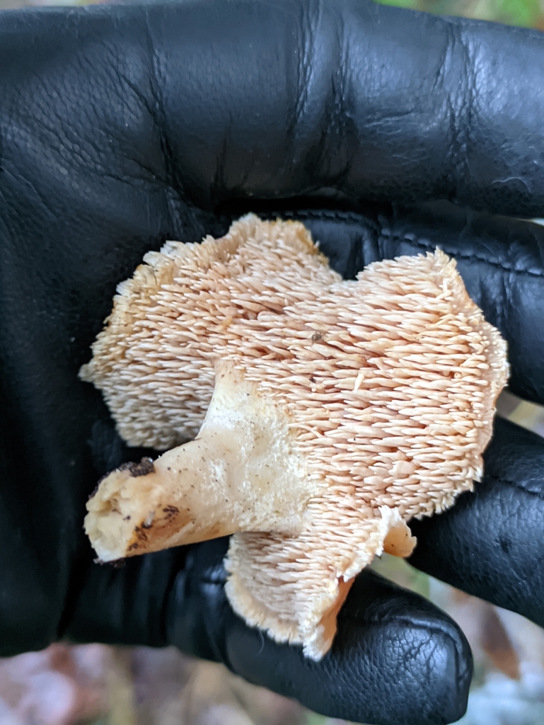 Hydnum repandum · November 2025 · photo: © naturalist57011 (iNaturalist, cc-by)