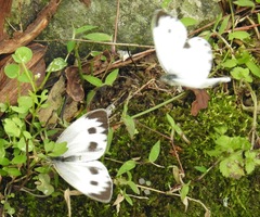 Pieris canidia canidia