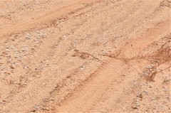 Varanus griseus griseus