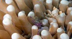 Ancylomenes sarasvati