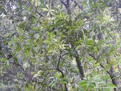 Melaleuca comboynensis
