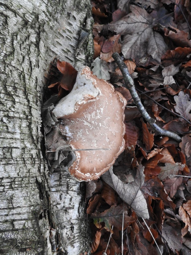 Fomitopsis betulina · November 2025 · photo: © cryptomarasmius (iNaturalist, cc-by)